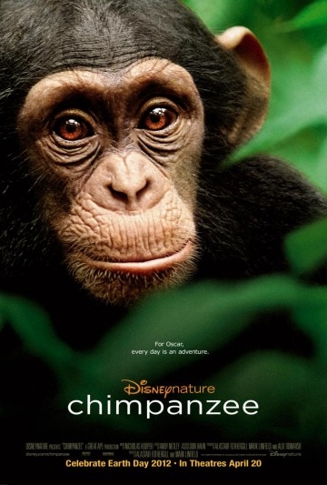 Chimpanzee Poster